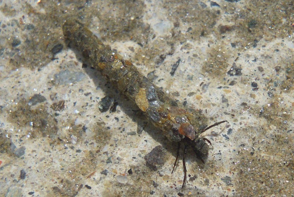 Larve di Limnephilidae della Val Camonica (BS)